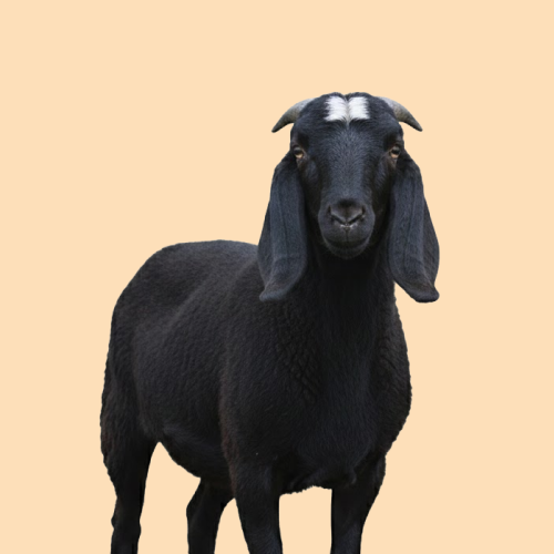 خروف تيس عارضي بلدي 