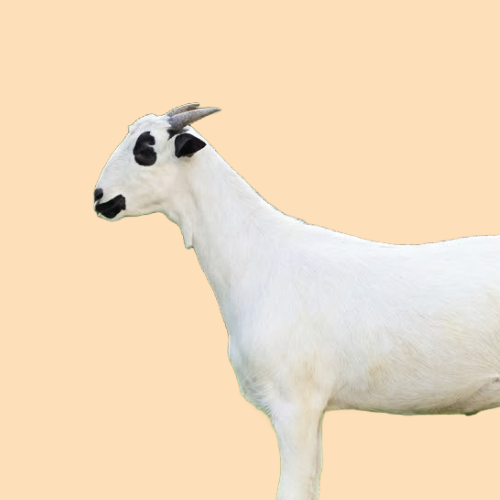 خروف تيس بيشي بلدي 