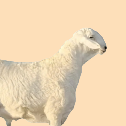 خروف حري بلدي