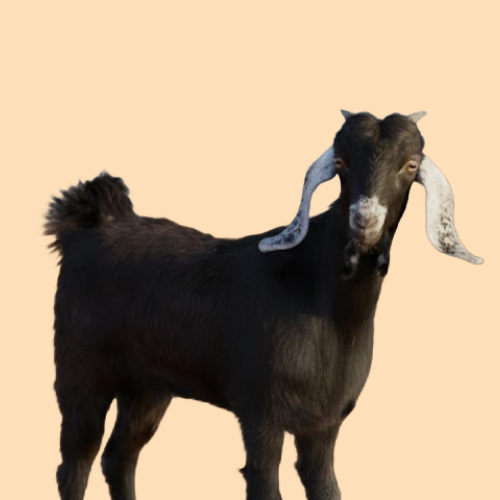 خروف تيوس منادي بلدي