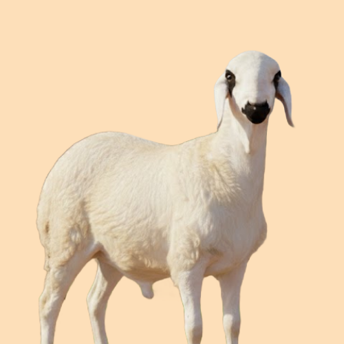 خروف سواكني مرابي