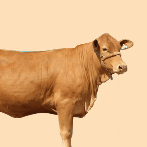 عجل بلدي من الجنوب