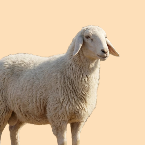 الصدقات والنذر 